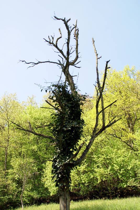 Unser Orchideenpark Bild Nr.040